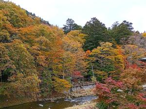 een rivier tussen de bomen bij 坂聖 那須塩原 in Nasushiobara +7 foto's