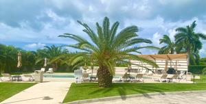 マホ・ベイにあるOcean&airport view condo with pool&gym in Maho, walk to Maho Beach and Mullet Bayの椰子の木