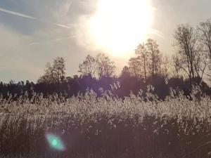 a field of tall grass with the sun in the background at 4 person holiday home in GRÄNNA-By Traum in Gränna