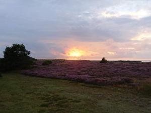 a field of purple flowers with the sunset in the background at 8 person holiday home in Læsø-By Traum in Læsø +28 photos