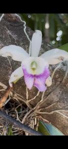 a purple and white flower growing on a rock at Tiny house WiFi and parking in Miami