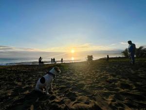 a dog sitting on the beach at sunset at North Shore Surf Camp in Baler