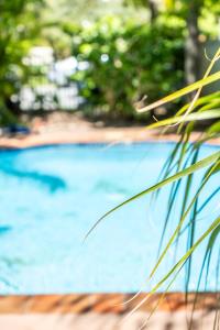 a close up of a swimming pool with grass at Seaside Apartments Broadbeach in Gold Coast