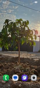 een kleine boom in het vuil naast vier spelpictogrammen bij DREAMS INN guest house in Maun