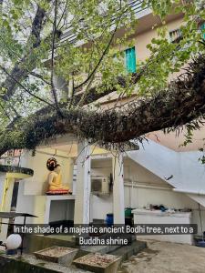 a la sombra de un majestuoso y antiguo arbusto, junto a un tocón de búfalo en Dinewa Apartment, en Aluthgama