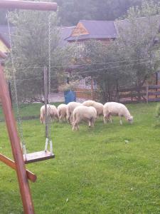 Zvieratá na farme alebo blízkom okolí