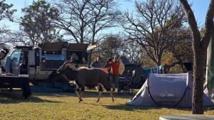 Zvířata v luxury tent nebo okolí + 9 fotografií