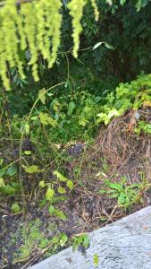 RozwadzaにあるGenius iiの畑の雑草や植物の束