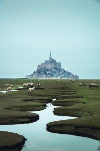 a herd of animals grazing in front of a castle at Gîte du Haut-Plantais in Saint-Aubin-de-Terregatte