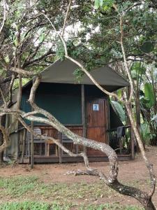 a tree branch in front of a tent at Amangwane Tented Camp in Enkovukeni