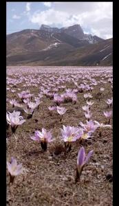 a field of pink flowers with mountains in the background at Guesthouse Teymur Galakhudat 