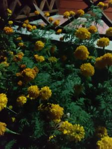 Φωτογραφία από το άλμπουμ του Anan guesthouse σε Don Det