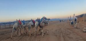 um grupo de camelos caminhando por uma estrada de terra em Palm dune Sanctuary em Nobk