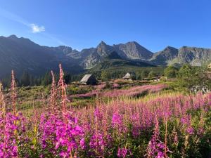 a field of pink flowers with mountains in the background at DiDi Apartament Centrum in Nowy Targ