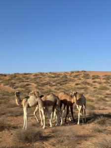 Zvířata v chaty nebo okolí + 8 fotografií