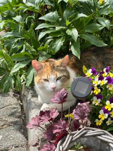 Gallery image of Branderhof in Jochberg