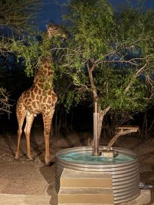 a giraffe is eating leaves from a tree at Dung Beetle Bush Villa in Marloth Park