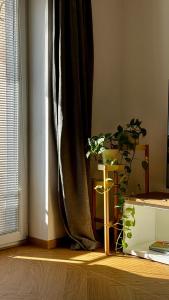 a plant sitting on a table next to a window at apartmán Nataly in Veľký Krtíš +1 photo