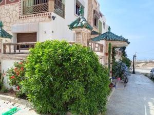 un grand bush vert devant un bâtiment dans l'établissement Villa L'Remitage, à Imsouane