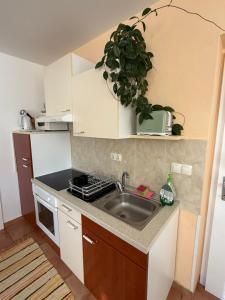 a small kitchen with a sink and a potted plant at Apartments and Rooms With View on Bled in Bled