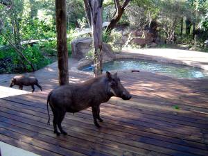 Άλλα ζώα σε αυτή η παραθεριστική κατοικία ή στη γύρω περιοχή