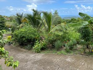a garden with palm trees and other plants at La Maison d'Abigaelle in Le François +4 photos