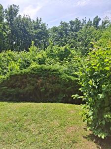 Κήπος έξω από το petite forêt +1 φωτογραφίες