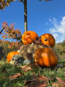 ein Haufen Kürbisse auf dem Gras in der Unterkunft RESORT SALIXA u Poděbrad in Poděbrady