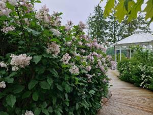 a hedge of pink flowers on a wooden walkway at Poilsio namelis in Kretingalė +13 photos