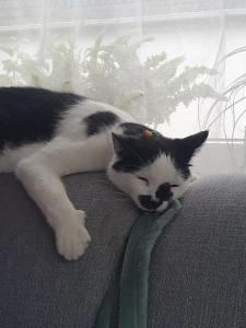 Fotografie z fotogalerie ubytování Private Paradise v destinaci Herford