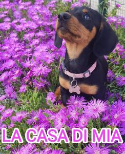 Un perro sentado en un lecho de flores moradas. en La Casa di Mia, en Vesime