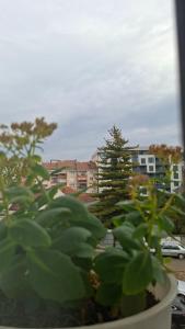 Κήπος έξω από το Grand Albi Apartament