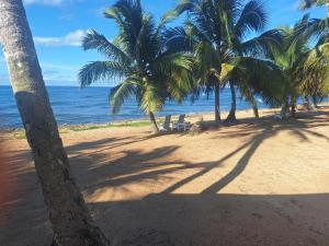 a group of palm trees on a beach at ocean view juan dolió in La Puntica de Juan Dolio