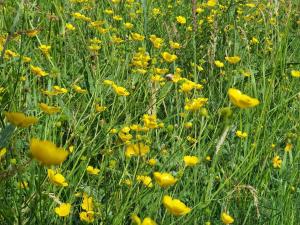 a field of yellow flowers in a field of grass at 8 person holiday home in Ørsted-By Traum in Kare