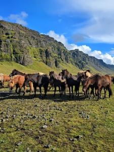 Zvířata v prázdninového domu nebo okolí