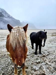 Zvířata v prázdninového domu nebo okolí