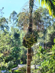 Een palmboom met bananen erop. bij Tea Brook Lodge Ella in Ella +40 foto's