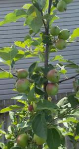 a bunch of apples growing on a tree at Cherry Berry Niagara Falls in Niagara Falls