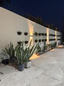 a white wall with potted plants on it at Pousada Flor do Sol in Fortaleza