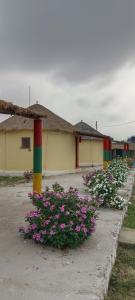 a row of flowers in front of a building at Rann Roshni homestay in Bherandiāla +11 photos