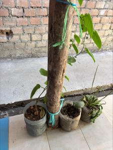 Fotografie z fotogalerie ubytování Villa Elena Hostel v destinaci Tinco