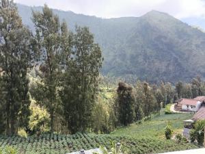 Fotografie z fotogalerie ubytování Pulmo Guesthouse Bromo v destinaci Ngadisari + 21 fotografií