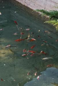 Billede fra billedgalleriet på Гостевой дом i Shymkent