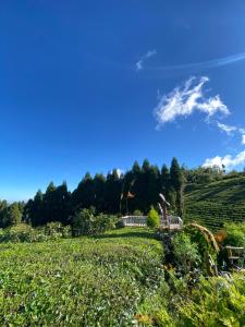 a view of a vineyard with a blue sky at Karfok Khalanga community homestay in Ilām