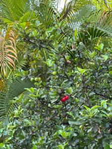Fotografie z fotogalerie ubytování Villa F3 Les Bougainvilliers v destinaci Baie-Mahault
