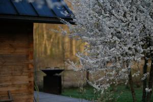a tree with white flowers in front of a building at Kukučio ausy in Trasninkas +9 photos