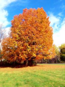 Afbeelding uit fotogalerij van Starlight Inn in Bennington