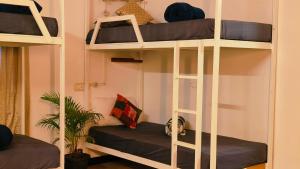 a room with bunk beds with a cat sleeping on the bottom bunk at Mitra Palolem in Canacona