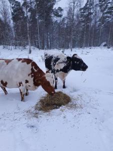 GrillbyにあるVerkestaberg by Tiny Awayの雪に覆われた野原で干し草を食べている2頭の牛