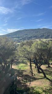 a group of trees in a field with mountains in the background at Serenella in Olbia
